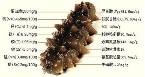 海參怎么吃最有營養?海參食用方法與禁忌