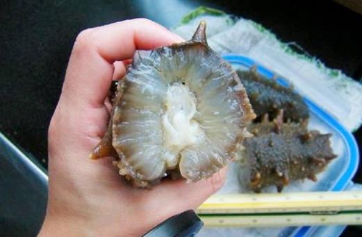 海參怎么吃最有營養?海參食用方法與禁忌