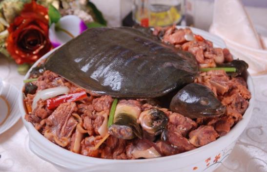 甲魚(yú)的血能喝嗎?甲魚(yú)血怎么吃更好