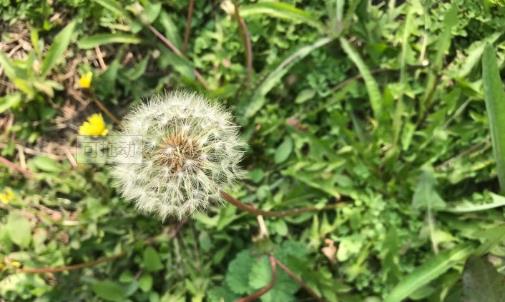 蒲公英可以治療婦科病嗎?蒲公英可以治療哪些疾病?