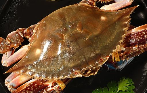 梭子蟹怎么蒸黃不會(huì)流出來(lái) 梭子蟹怎么蒸不掉腿