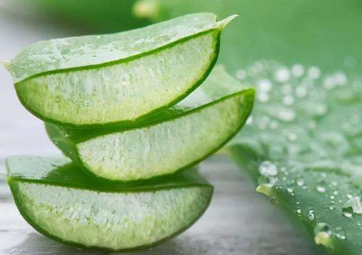 不夜城蘆薈好養(yǎng)活嗎?蘆薈澆什么水長(zhǎng)得最旺