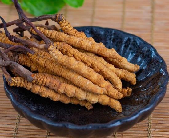蟲草泡白酒還用加什么嗎?新鮮蟲草和干蟲草哪個(gè)營(yíng)養(yǎng)價(jià)值高