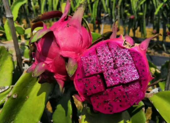 為什么吃紅心火龍果尿液會(huì)變紅?火龍果可以放多久