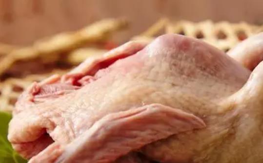 鴿子肉是發(fā)物嗎?鴿子肉什么人群不能吃?