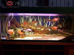 風水魚有哪些？風水魚缸擺放位置