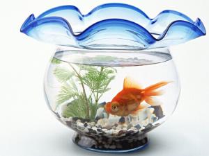 魚缸的擺放方位-魚缸與家居運(yùn)勢的關(guān)系