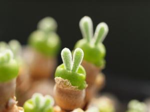 碧光環(huán)與家居風格的搭配-碧光環(huán)的風水學應用