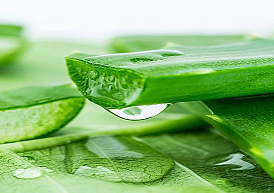 蘆薈灌膚會(huì)過敏嗎?蘆薈膠可以當(dāng)睡眠面膜用嗎?