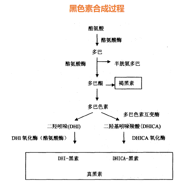 光甘草定的功效與作用
