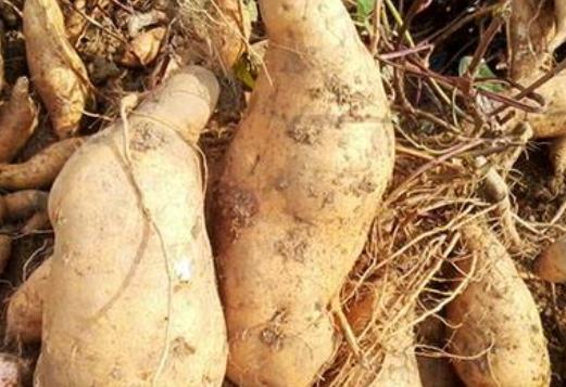 喝豆漿讓你變的更美麗健康 豆漿對養膚有好處