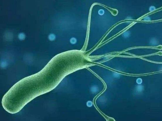 感染幽門(mén)螺桿菌易患哪些疾?和有幽門(mén)螺桿菌的人親嘴百分百傳染嗎