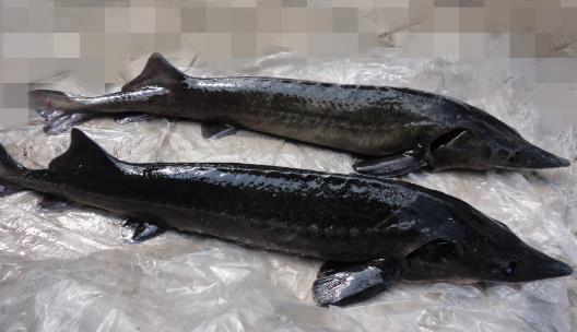 長(zhǎng)江最大的魚(yú) 長(zhǎng)江魚(yú)王中華鱘重量可達(dá)千斤