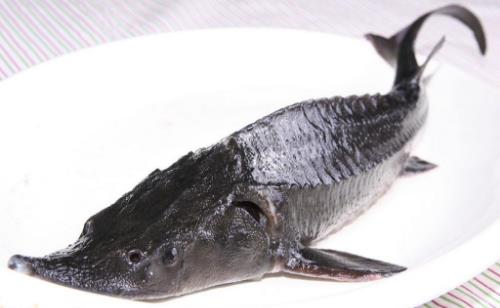 長(zhǎng)江最大的魚(yú) 長(zhǎng)江魚(yú)王中華鱘重量可達(dá)千斤