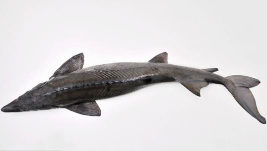 長(zhǎng)江最大的魚(yú) 長(zhǎng)江魚(yú)王中華鱘重量可達(dá)千斤