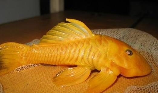 世界上最獨特的變異魚種 24k黃金達摩身價高達數(shù)十萬
