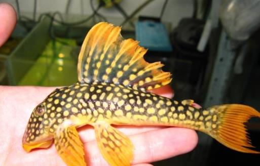世界上最獨特的變異魚種 24k黃金達摩身價高達數(shù)十萬