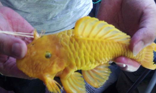 世界上最獨特的變異魚種 24k黃金達摩身價高達數(shù)十萬