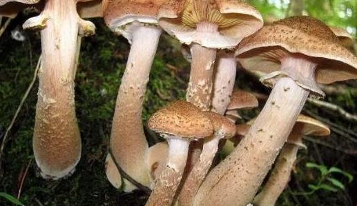世界上最大的蘑菇 一個(gè)活了2400多歲的超大奧氏蜜環(huán)菌