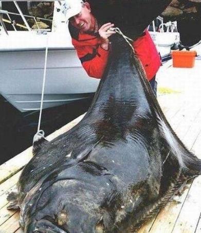 世界上最大的比目魚 德國人馬可捕獲468斤比目魚長達(dá)2.6米