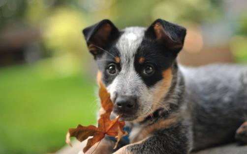 世界上壽命最長的狗 一澳洲牧牛犬壽命長達30歲