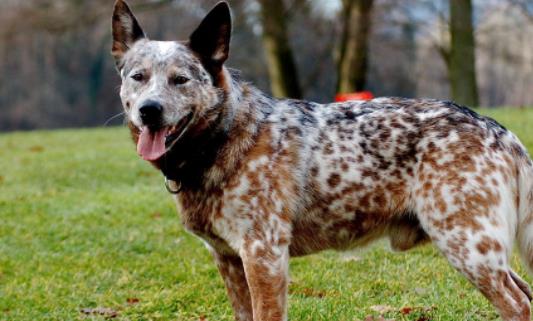 世界上壽命最長的狗 一澳洲牧牛犬壽命長達30歲