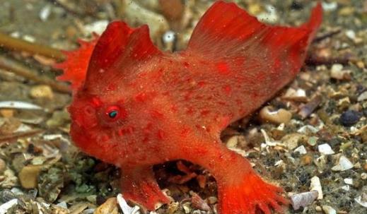 世界上最奇怪的魚 紅合鰭躄魚長著兩只手 全身鮮紅