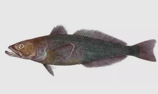 世界上最耐寒的魚 南極鱈魚能在南極海區幾千米深處生活