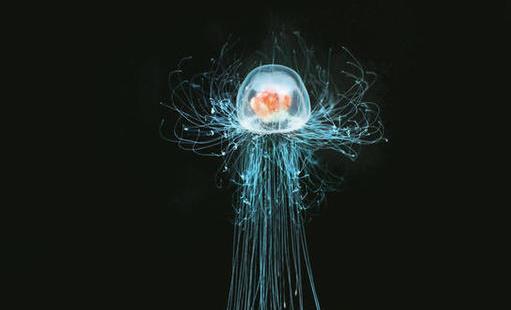 世界上最長(zhǎng)壽的動(dòng)物 燈塔水母可以返老還童 獲得無限壽命