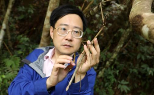 世界最大昆蟲 中國巨型竹節(jié)蟲首產(chǎn)卵成功孵化