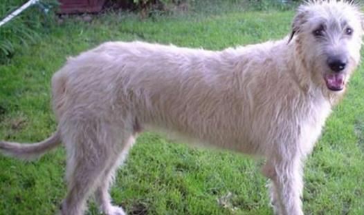 世界上最高的犬種 愛(ài)爾蘭獵狼犬一般身高71-90cm