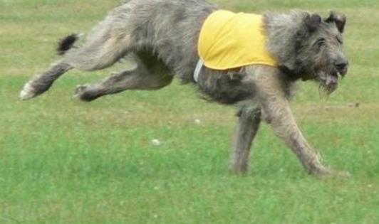 世界上最高的犬種 愛(ài)爾蘭獵狼犬一般身高71-90cm