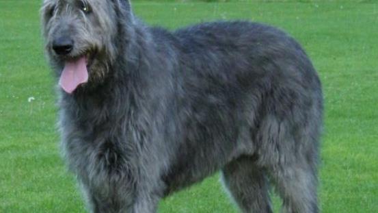 世界上最高的犬種 愛(ài)爾蘭獵狼犬一般身高71-90cm