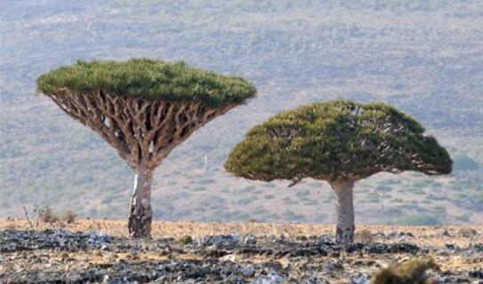 世界上最老的樹 龍血樹年齡已高達8000歲