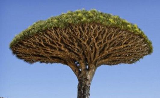 世界上最老的樹 龍血樹年齡已高達8000歲