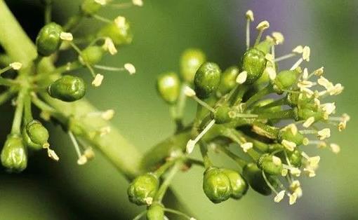 世界上最短命的花 葡萄花一陣風吹過花紛紛落地