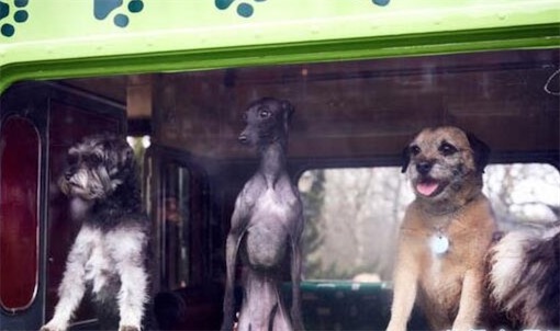 世界首輛狗狗觀光巴士 英國(guó)K9號(hào)可以帶愛(ài)犬去旅游