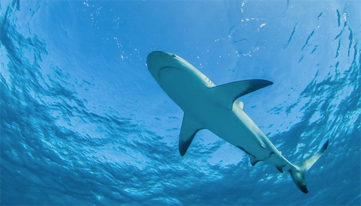 世界最大的格陵蘭鯊 瑞典釣客一桿釣起重達565公斤格陵蘭鯊