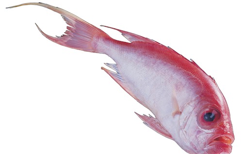壽命最長的紅衫魚 澳洲一條紅衫魚已活84年