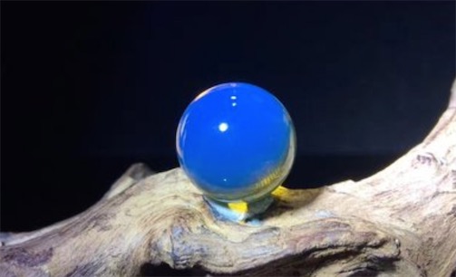 世界上最貴的蜜蠟 多米尼加藍珀只有在博物館能見到