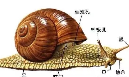 世界上牙齒最多的動物 蝸牛有25600顆牙齒