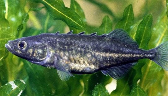 筑巢最精致的魚(yú) 刺魚(yú)筑巢有多道程序