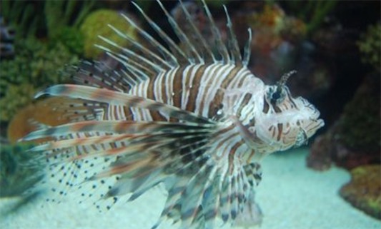 筑巢最精致的魚(yú) 刺魚(yú)筑巢有多道程序