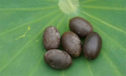 壽命最長(zhǎng)的種子 存活了960年的古蓮子