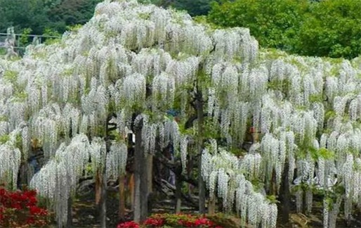 陸地上最長的植物 白藤可達400—500米