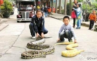 東莞街頭遛蛇哥黃金蟒被沒收引爭(zhēng)議,哪些寵物不能隨便飼養(yǎng)