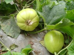 產婦能吃香瓜嗎？產婦吃香瓜的食用禁忌