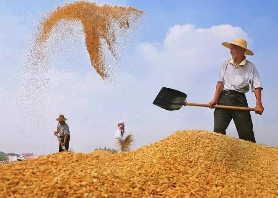 戶主去世親人怎么拿糧補?糧食補貼被別人冒領(lǐng)了怎么辦