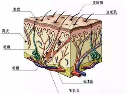 青逸植發(fā)專家提醒你:一定別忽略了這項操作,關(guān)系到植發(fā)效果!