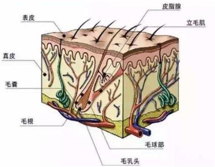 毛囊檢測有必要嗎?廣州青逸植發為你解讀,植發效果全靠它!